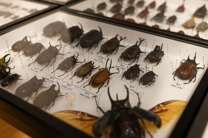 I Międzynarodowy Dzień Wymiany Owadów i Targi Entomologiczne w Bytomiu