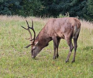 Szok w Szklarskiej Porębie. Ktoś zastrzelił jelenia na prywatnej posesji, był atrakcją miasta