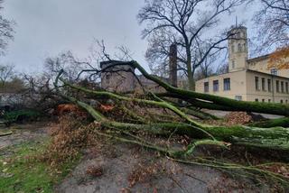 O krok od tragedii! Ogromne drzewo runęło na samochód [ZDJĘCIA] 