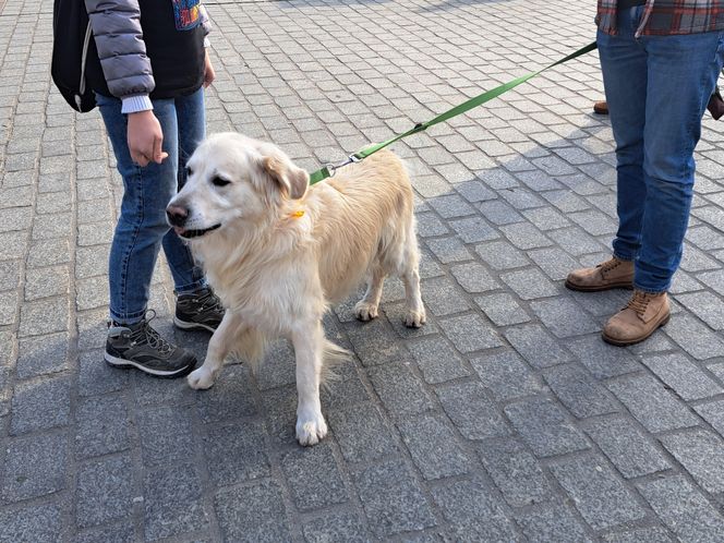 33. Finał WOŚP z grupą krakowskich Golden Retrieverów