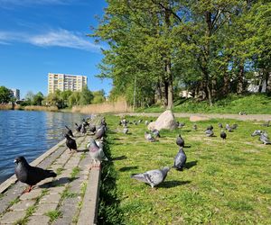 Ptasi Bufet nad bydgoskim Balatonem. Tak mieszkańcy karmią z głową!