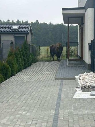 Żubr na wolności. Pajor uciekł z prywatnej zagrody