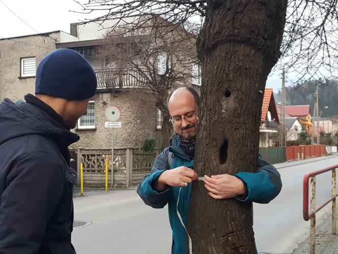 Chcą uratować drzewa na Zabłociu