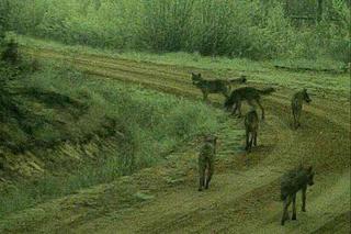 Niezwykły widok. Wataha wilków złapana przez kamerę w trakcie wędrówki [WIDEO]