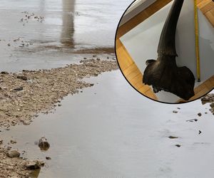 Marcel natrafił w Wiśle na niesamowite znalezisko. Obiekt trafił do muzeum