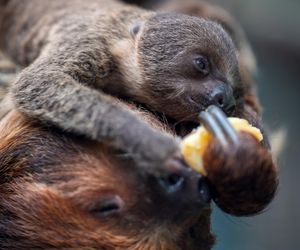 W łódzkim zoo przyszedł na świat leniwiec