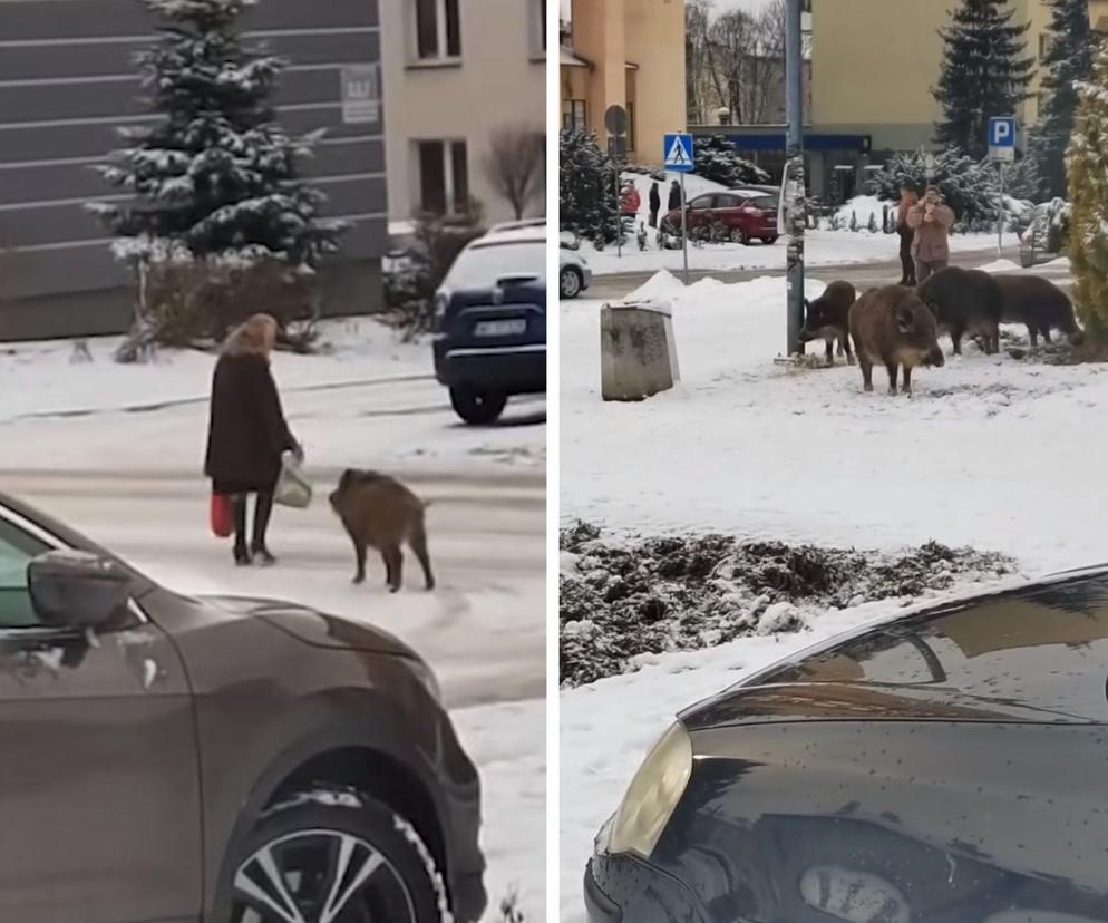 Dziki zaatakowały kobietę w centrum Jaworzna 