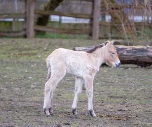 Klaczka konia Przewalskiego w warszawskim ZOO