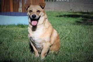 Garon czeka na nowy dom. Adoptuj psa ze schroniska w Białymstoku