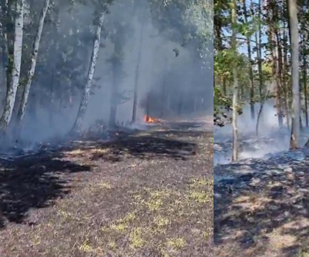 Opole: Lasy stają w ogniu. Nadleśnictwo rozważa zakaz wstępu. Wilgotność ściółki można porównać do kartki papieru