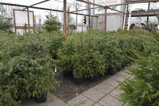 Choinki już za 20 złotych! Tutaj kupisz tanie świąteczne drzewka. Jest w czym wybierać