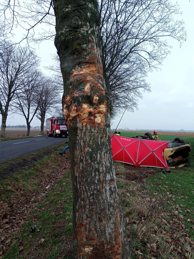 Śmiertelny wypadek pod Wschową! 49-latka nie miała szans po uderzeniu w drzewo i dachowaniu [ZDJĘCIA].
