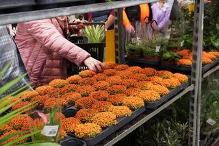 Największy targ roślin doniczkowych ponownie w Lublinie