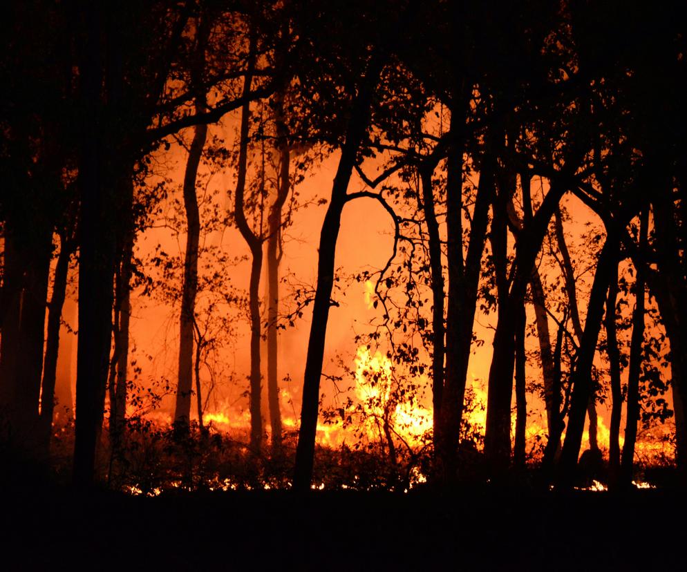 Dziesiątki pożarów na Podkarpaciu. Strażak wskazał, co może być powodem 