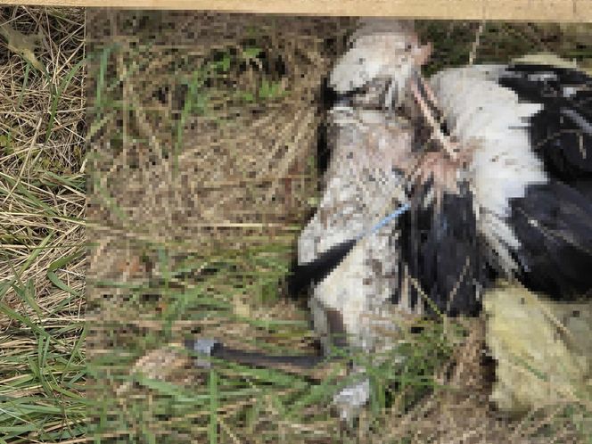 Żywioł nie oszczędził nawet bocianów. Nawałnica zabiła całą rodzinę