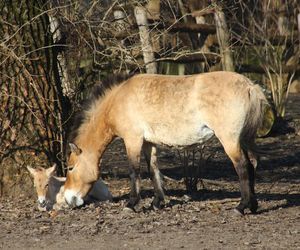  Warszawskie zoo ma nowego mieszkańca. To trzecie dziecko Primy i Larsa