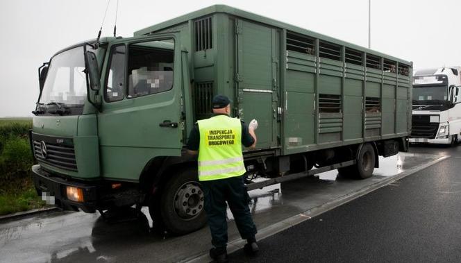 Za dużo zwierząt w jednym transporcie