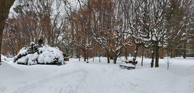 Zamojski Park pod śniegiem
