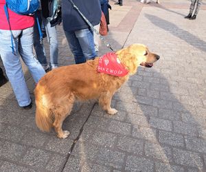 33. Finał WOŚP z grupą krakowskich Golden Retrieverów