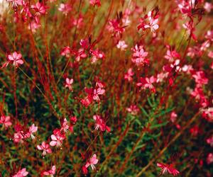 Gaura