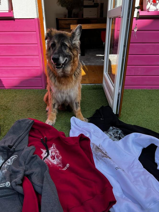 Pies Tytus sprzedaje  koszulki