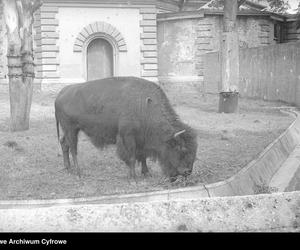 ZOO Wrocław w latach 50. XX wieku. Zobacz, jak wyglądało otwarcie zoo we Wrocławiu [ZDJĘCIA]