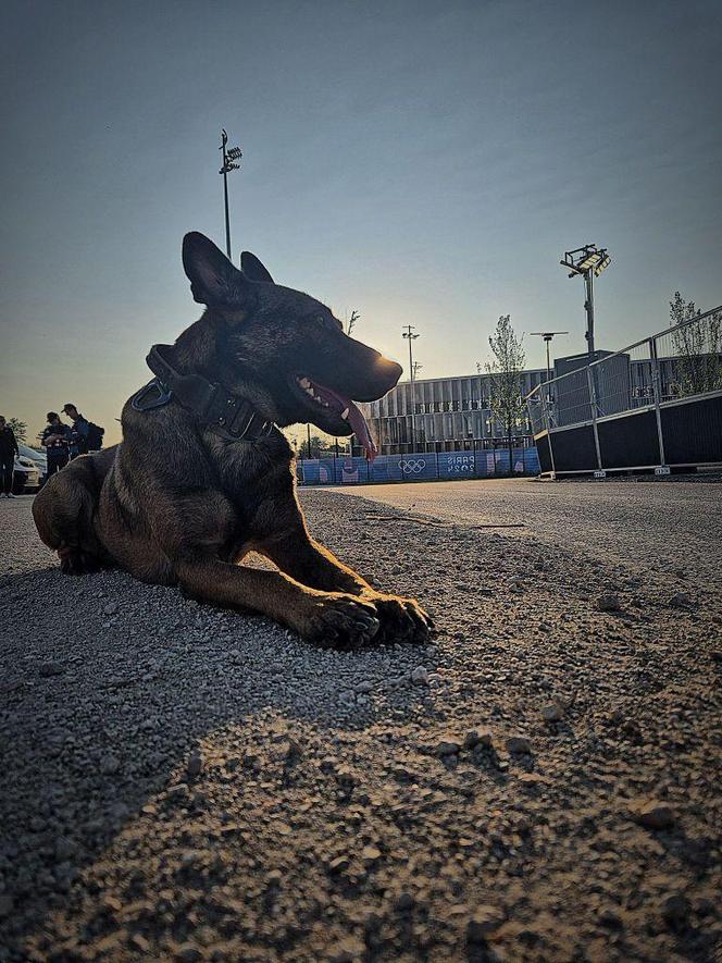 Bydgoski policjant i jego pies wylądowali w Paryżu! Czuwają nad bezpieczeństwem podczas Igrzysk Olimpijskich