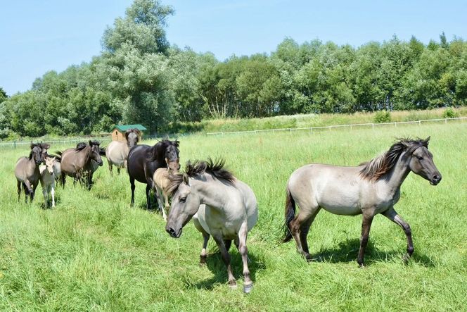 Ponidzie. Konik polski