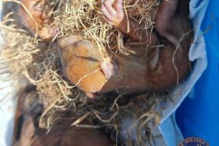 Internauci przejęci stanem malutkich wiewiórek. Spadły z bardzo dużej wysokości