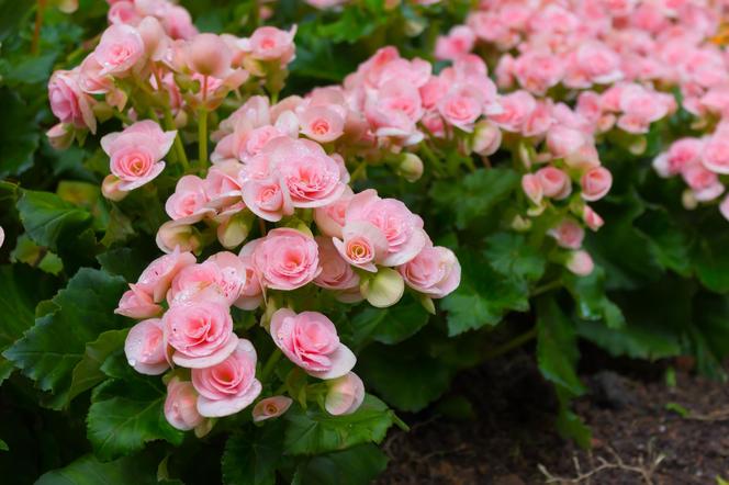 Begonia stale kwitnąca (semperka)