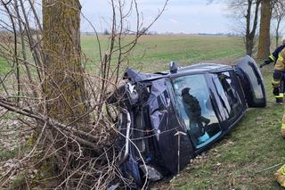 Auto wypadło z drogi i zatrzymało się na drzewie! O krok od tragedii pod Mogilnem [ZDJĘCIA]