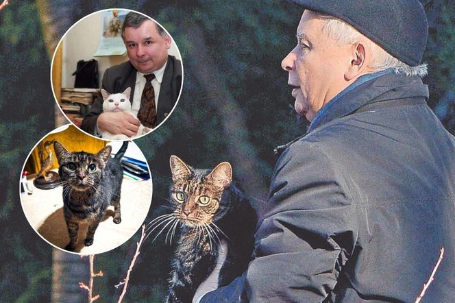 Jak naprawdę Jarosław Kaczyński traktuje swoje koty? Fakty wiele o nim mówią