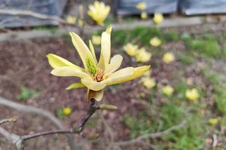 Magnolie - królowe ogrodów i skwerów 