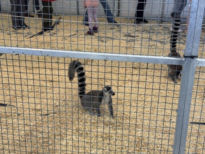 ZooPark w Lublinie. Dzień drugi