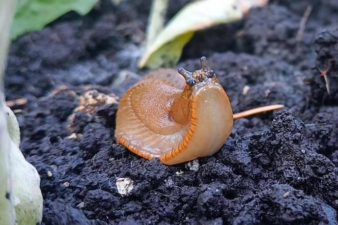 Budzą obrzydzenie i są utrapieniem ogrodników. Ślimaki sieją spustoszenie