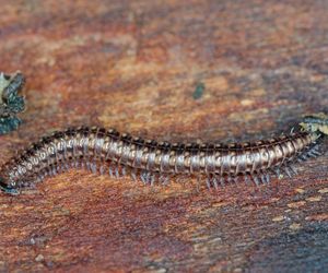 Krocionóg piaskowy (Ommatoiulus sabulosus) 