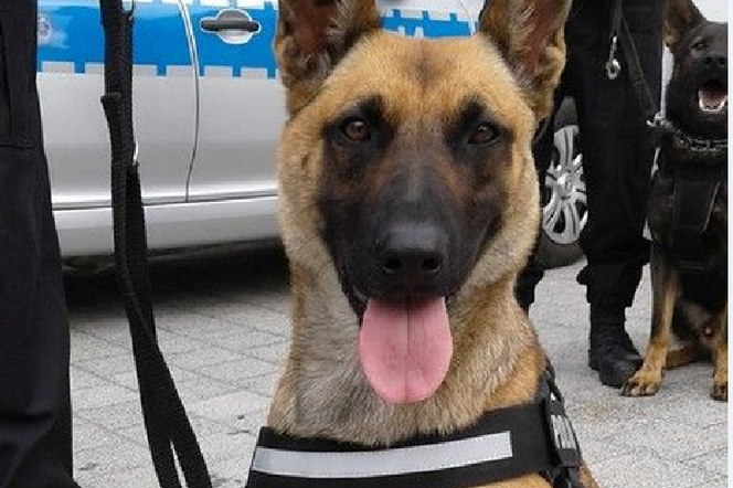 Pies Linda bohaterem akcji policji. Wytropił złodzieja w Nowym Ciechocinku!