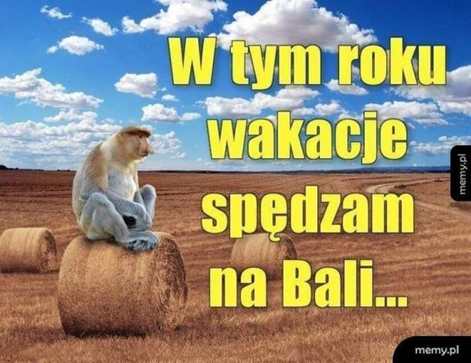 Wakacje trwają w najlepsze. Te memy rozbawią cię do łez!