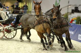 Cavaliada 2016: Piękne konie rywalizują na MTP