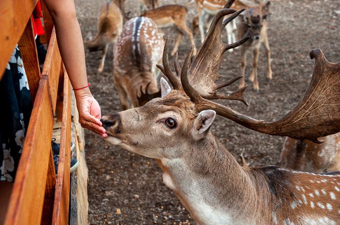 Światowy Dzień Opiekuna Zwierząt! Jak wygląda jego praca w łódzkim ZOO? 