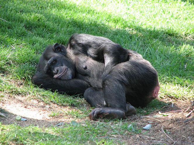 Szympansy to wyjątkowe leniuchy!