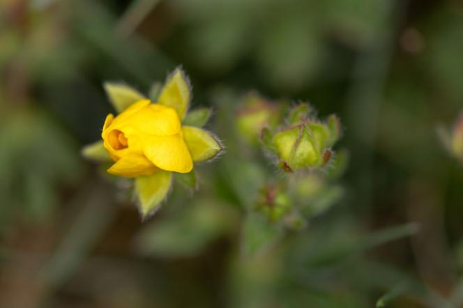 Pięciornik alpejski - Potentilla crantzii