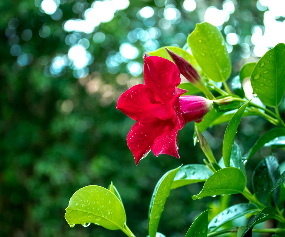 Mandevilla/dipladenia