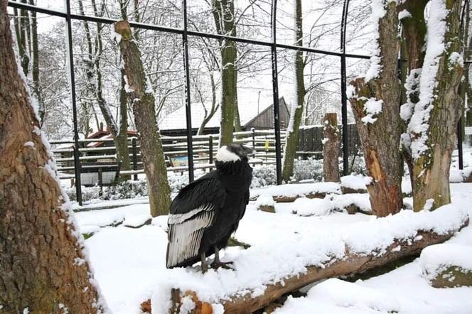 Zimowe harce na śniegu - zwierzaki z płockiego zoo szaleją ZOBACZ ZDJĘCIA!