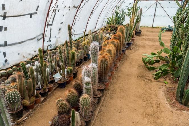 Kaktusy pana Mieczysława potrzebują ciepła