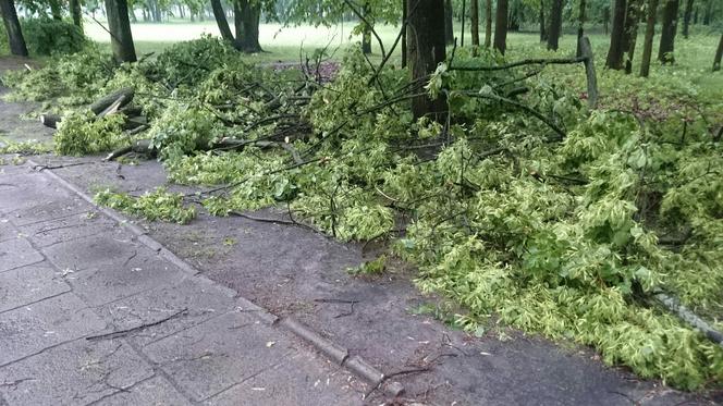 Rozlewiska na ulicach, połamane drzewa czy zalane piwnice - to skutki burz w Łodzi