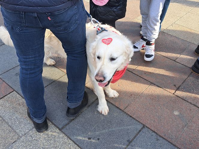 33. Finał WOŚP z grupą krakowskich Golden Retrieverów