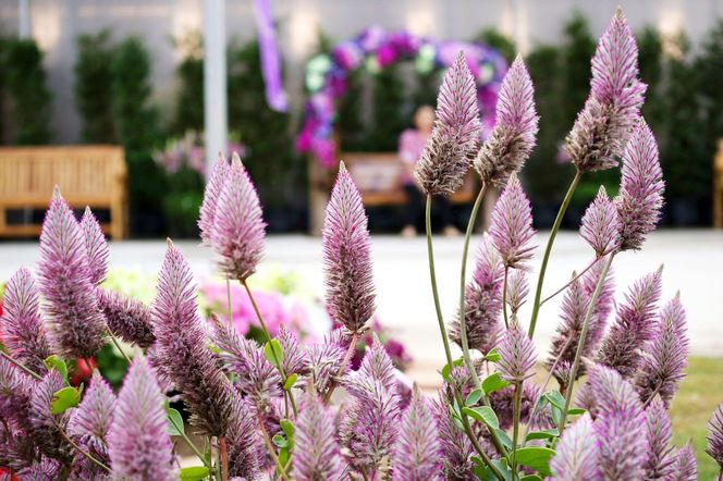 Ptilotus exaltatus 