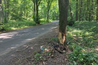 Afrykańskie upały zabiły Zenona?