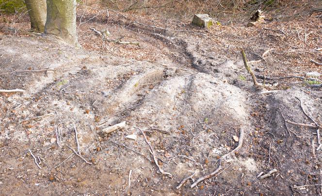 Mandaty za jazdę po lesie. Straż Leśna zatrzymała kolejne osoby 